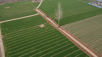 Super Project: Transforming 'Grain Fields ' en 'Good Fields ', l'ère contribue au développement de haute qualité de l'agriculture dans le comté de Weixian.