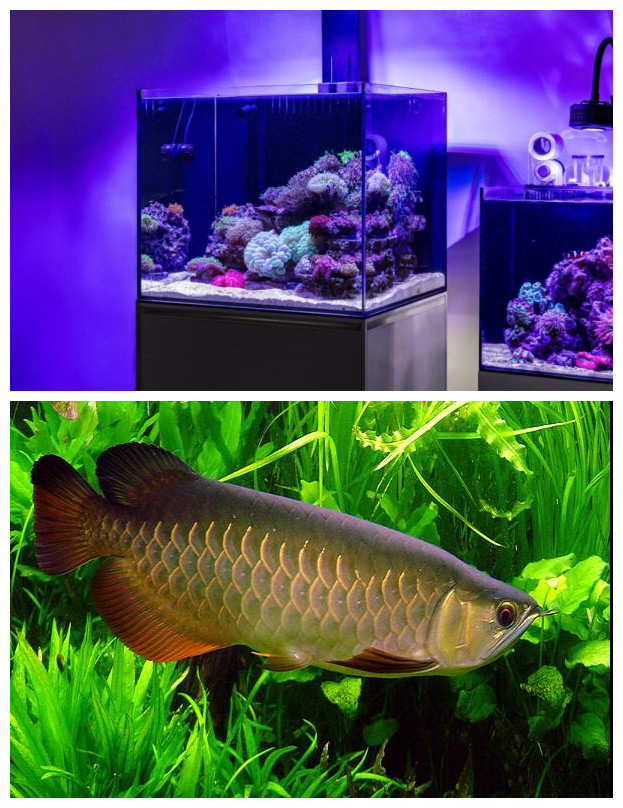 système d'aquarium